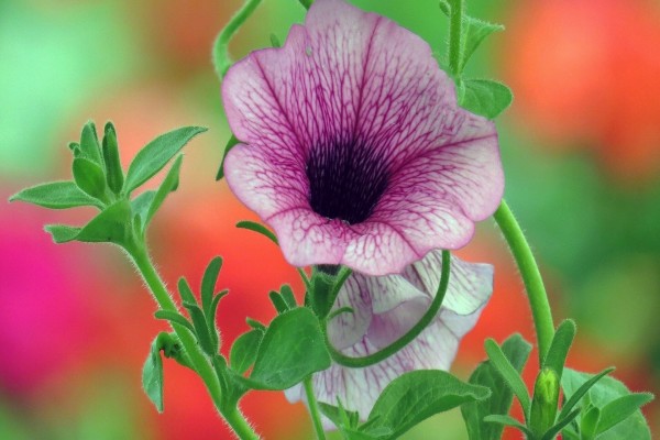 Petunia color lila