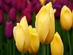 Tulipanes amarillos con gotas de rocío