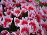 Tulipanes de dos colores