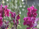 Flores bajo la lluvia