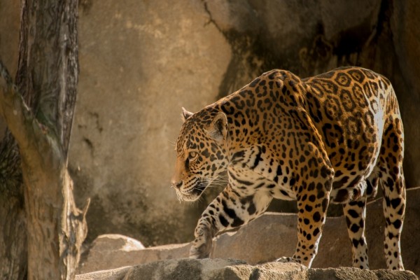 Jaguar caminando entre las rocas