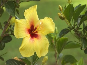 Postal: Flor de hibisco amarilla