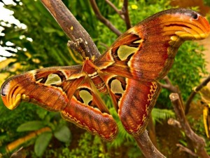 Postal: Mariposa gigante en la rama de un árbol