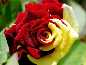 Rosa de dos colores