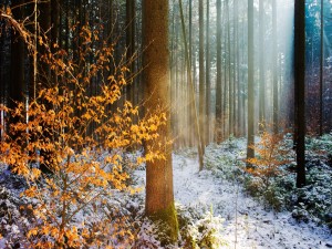 Bosque en invierno