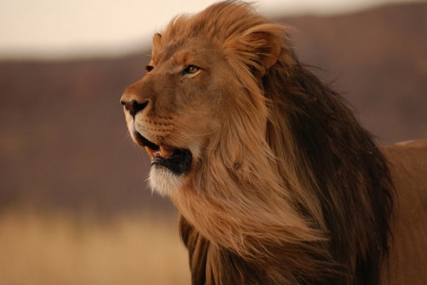Un precioso león