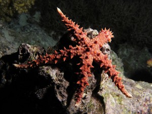 Estrella de mar sobre una roca