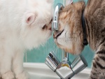 Dos gatitos tomando agua del grifo