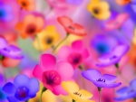 Bonitas flores de colores
