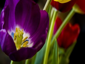 Interior de un tulipán morado