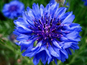 Bonita flor azul vista de cerca