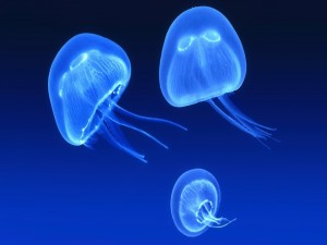 Tres medusas azuladas