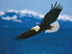 Postal: Águila volando