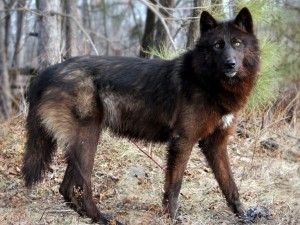 Postal: Lobo caminando atento por el bosque