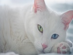 Gatito blanco con los ojos de distinto color