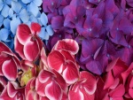 Hortensias de colores