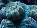 Coralina cerúlea
