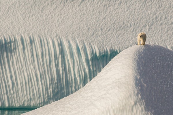 Oso polar caminando sobre placas de hielo