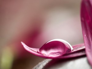 Gota de agua sobre un pétalo rosa
