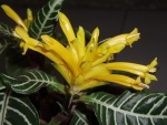 Planta cebra (Aphelandra squarrosa)