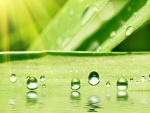 Perlas de agua sobre una hoja verde