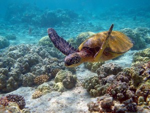 Postal: Un ejemplar de tortuga verde marina (Chelonia mydas)