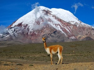 Postal: Vicuña en las faldas del volcán Chimborazo (Ecuador)