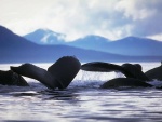 Colas de ballenas