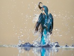 Pájaro saliendo del agua con un pez en el pico