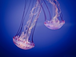 Dos bonitas medusas