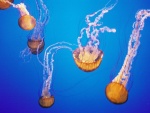 Unas espectaculares medusas