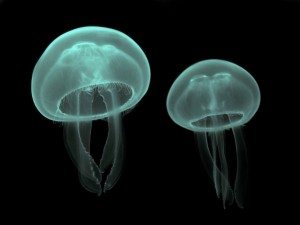 Dos medusas verdes