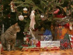 La Navidad de un gato