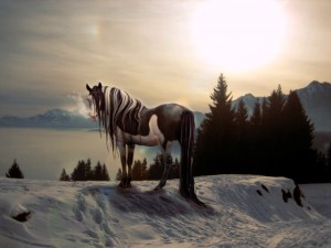Postal: Un hermoso caballo blanco y negro