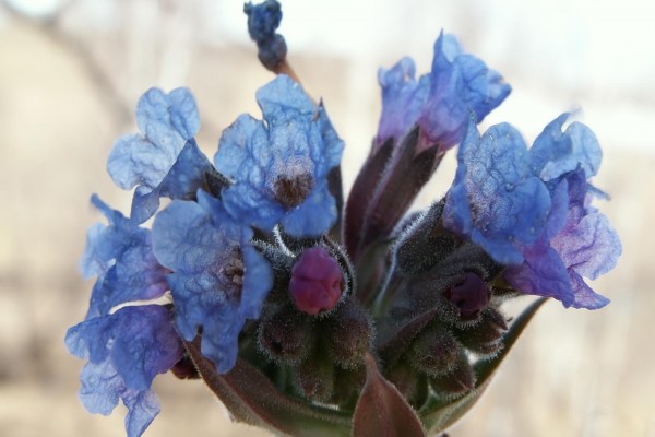 Capullos de flores azules