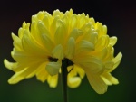 Una hermosa flor de pétalos amarillos