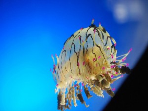 Una medusa espectacular