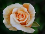 Rosa con dos tonos de color