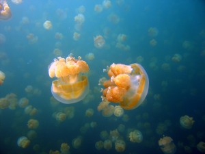 Pequeñas medusas