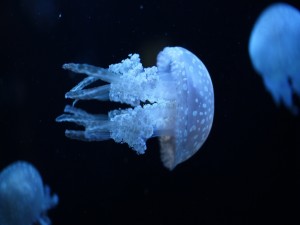 Pequeña medusa azul