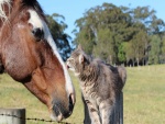 Un caballo y un gatito amigos