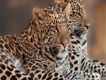 Duo de leopardos