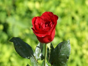 Una rosa en el jardín