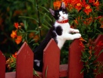 Gato sobre la valla