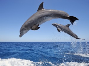 Delfines saltando