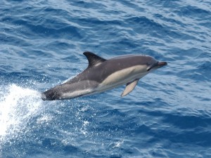 Delfín de dos colores
