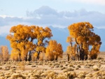 Álamos de hoja estrecha (Populus angustifolia) en Crestone, Colorado (EE.UU.)