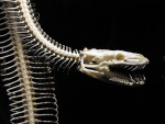 Esqueleto de una serpiente