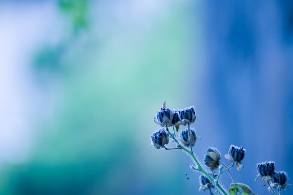 Ramita con flores azules