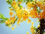 Flores amarillas en un árbol